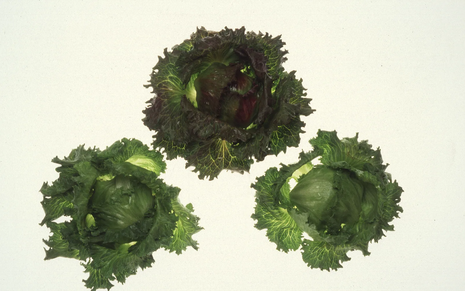 Three heads of fresh iceberg lettuce from Salinas Valley agricultural fields
